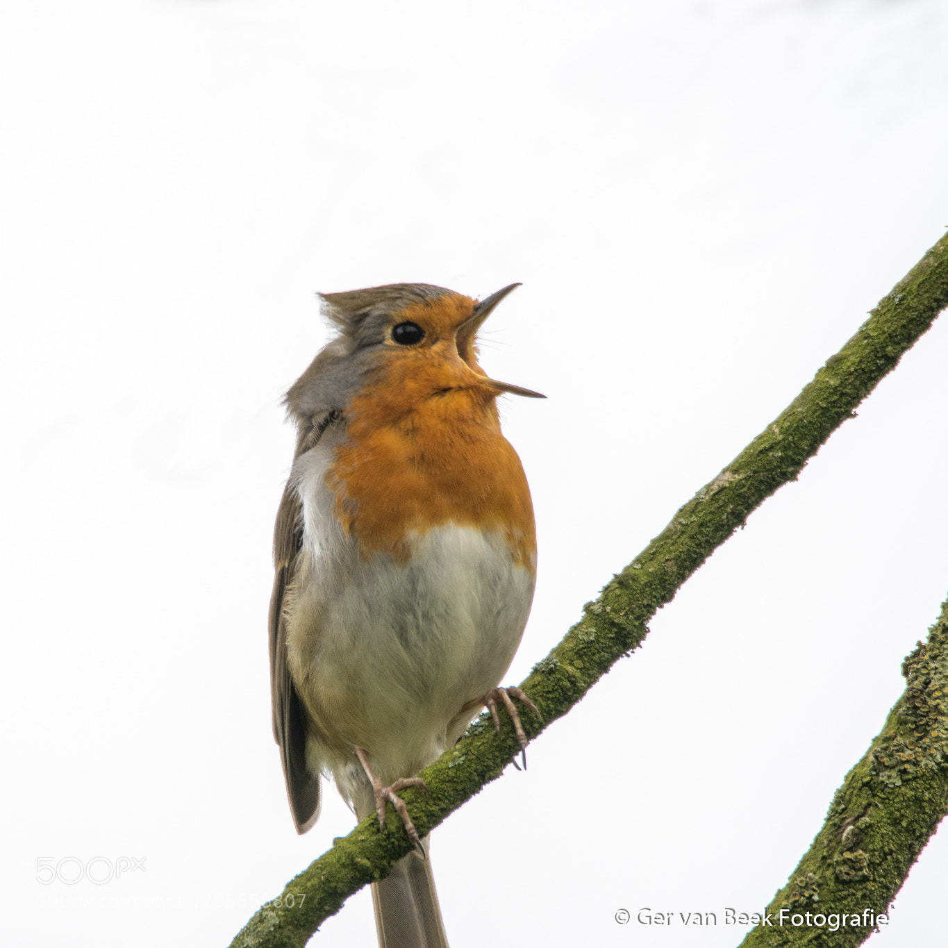 Nikon D7500 sample photo. European robin photography