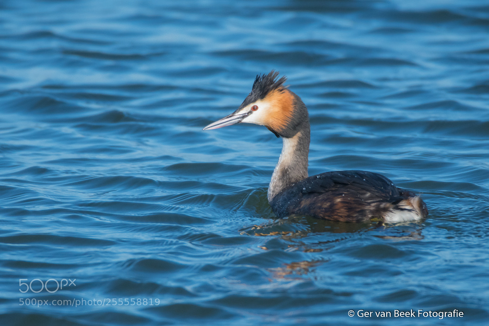 Nikon D7500 sample photo. Great crested grebe photography