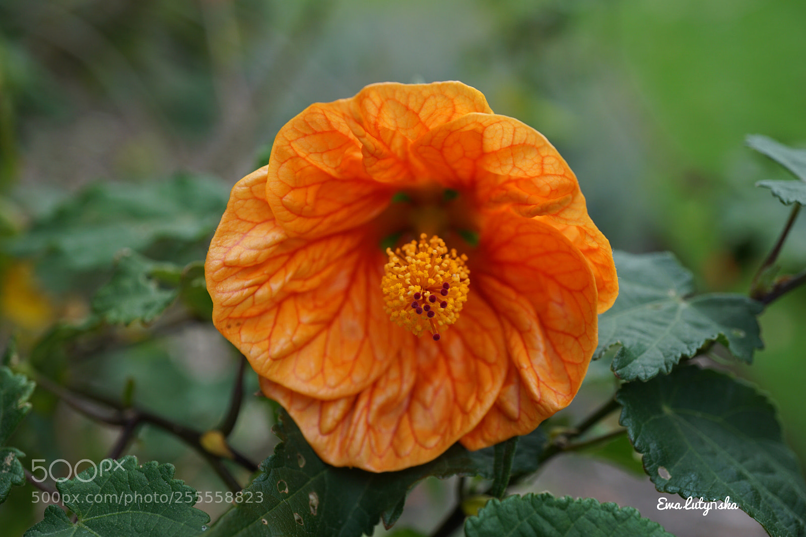 Sony a6000 sample photo. Indian mallow photography