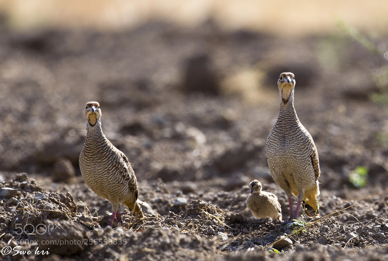 Canon EOS 5D Mark IV sample photo. Alert parents... grey francolin photography