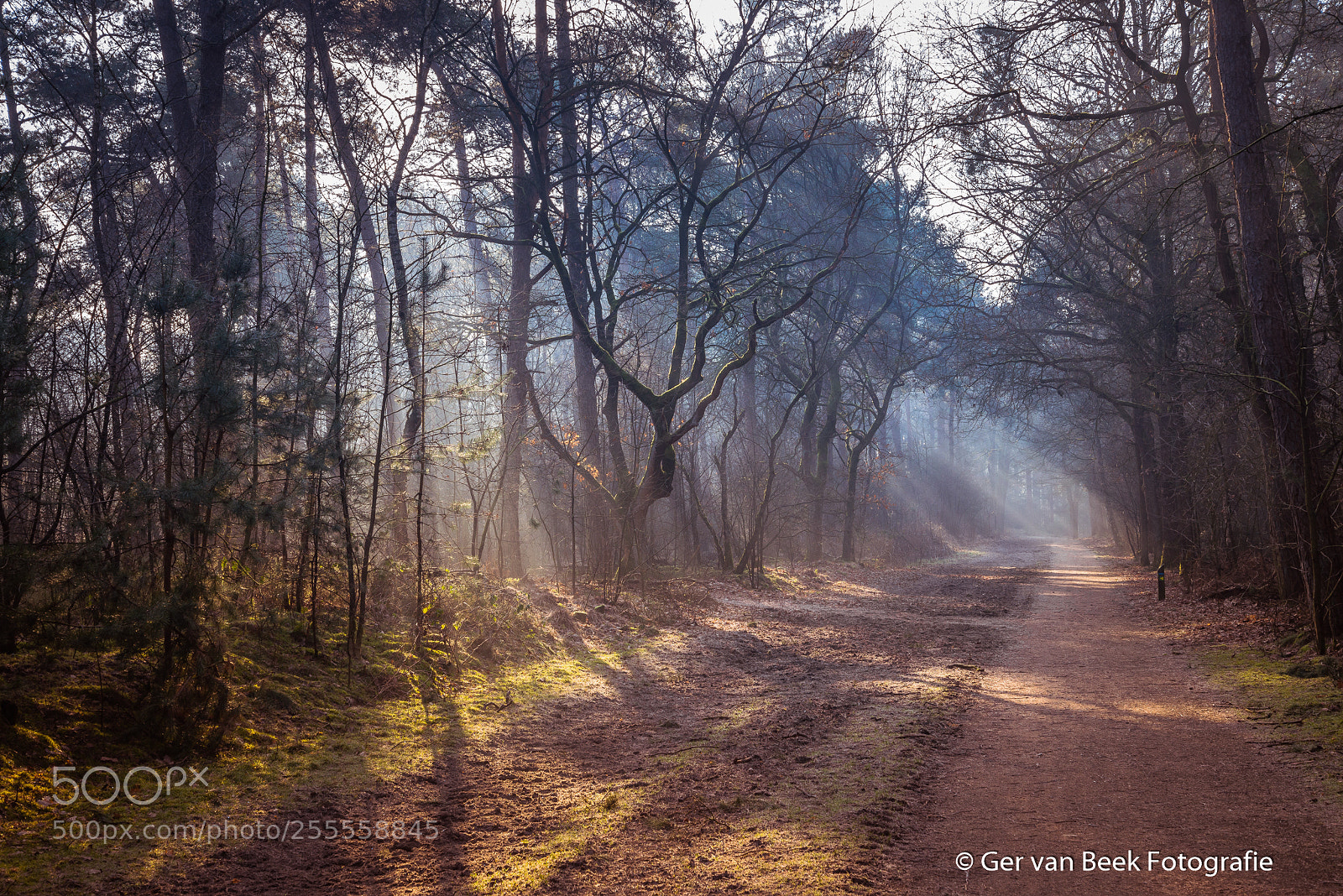 Nikon D610 sample photo. Oisterwijkse bossen  en vennen photography