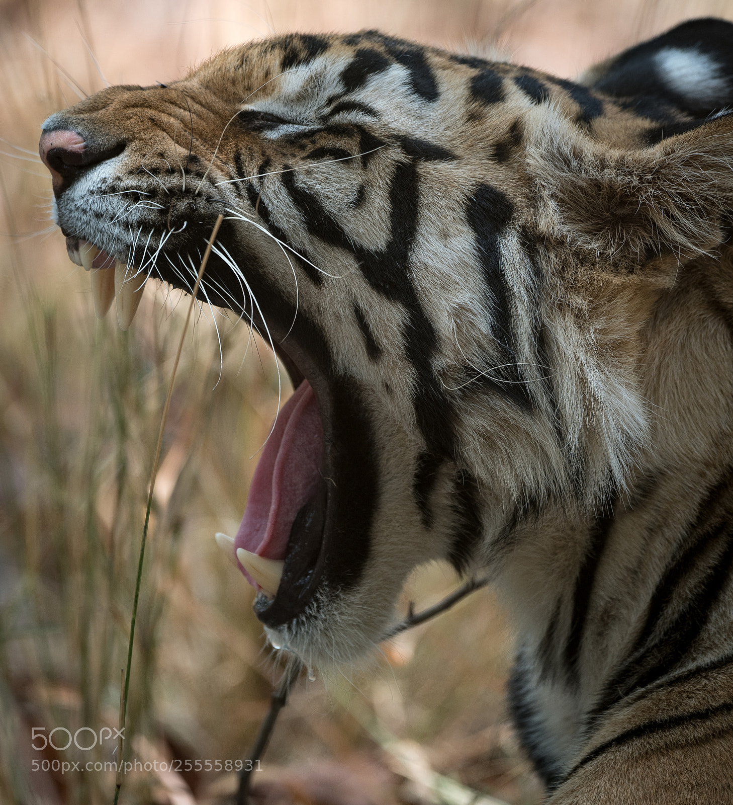 Nikon D500 sample photo. Big yawn photography