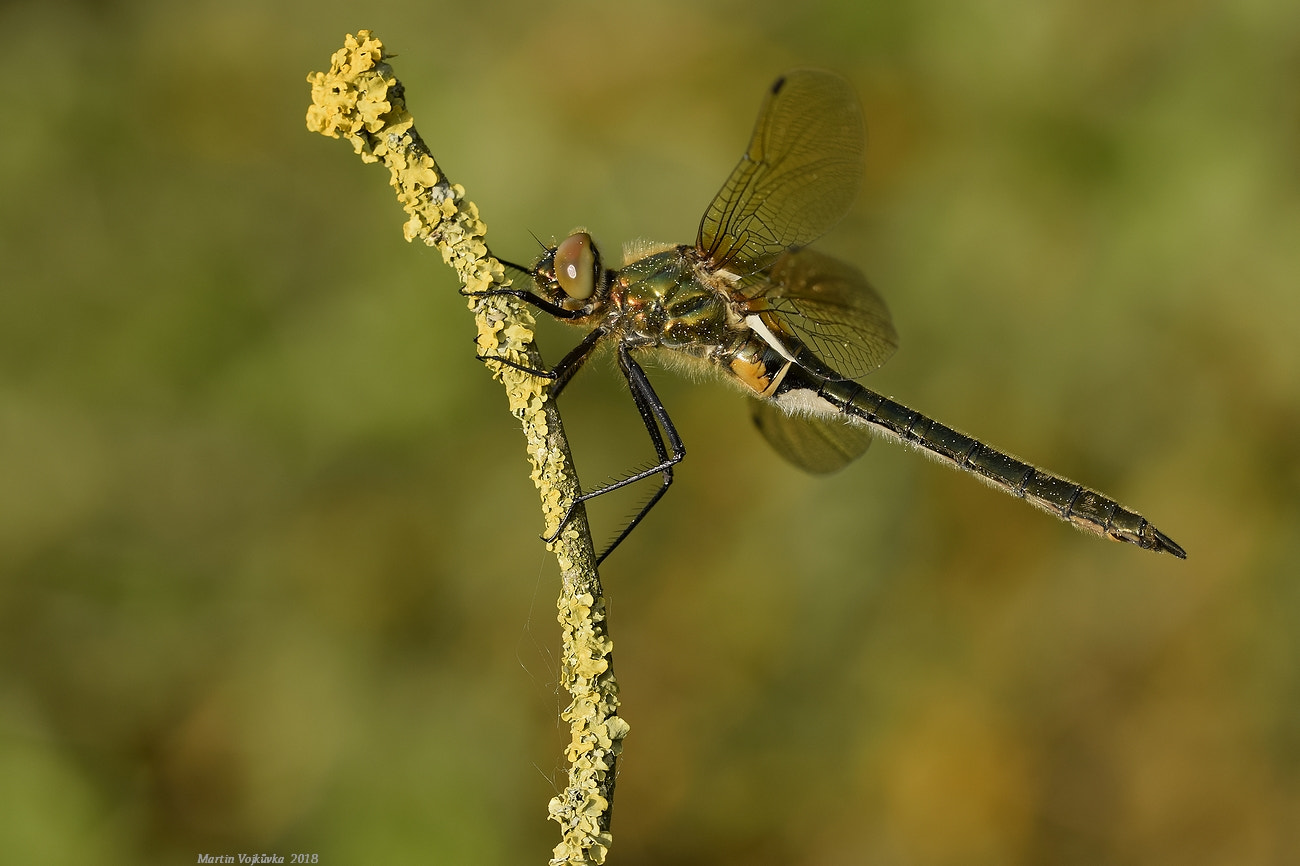 Nikon D5300 + Sigma 105mm F2.8 EX DG OS HSM sample photo. Cordulia aenea (lesklice měděná) photography