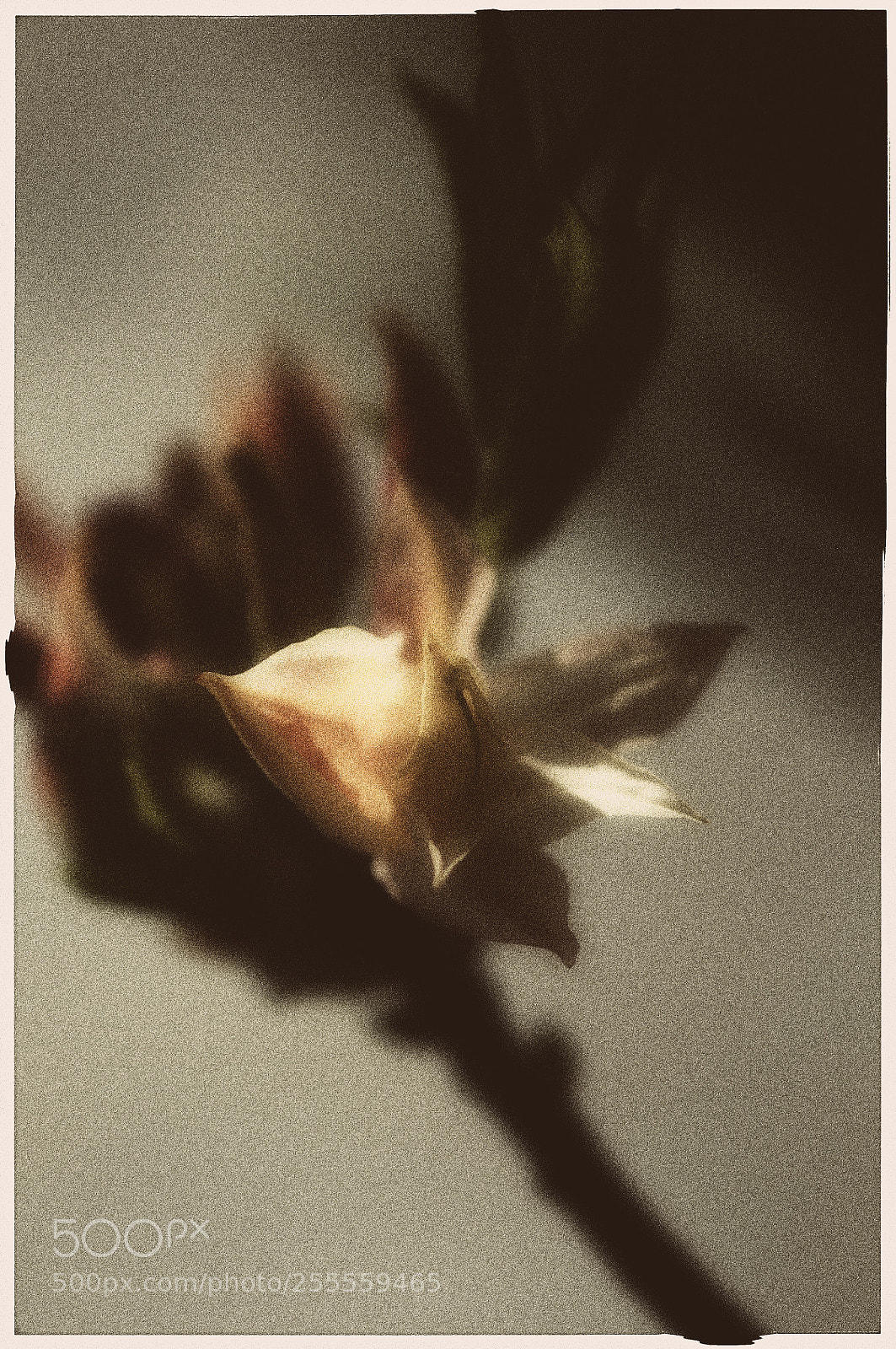 Nikon D300 sample photo. Polatransfert photography