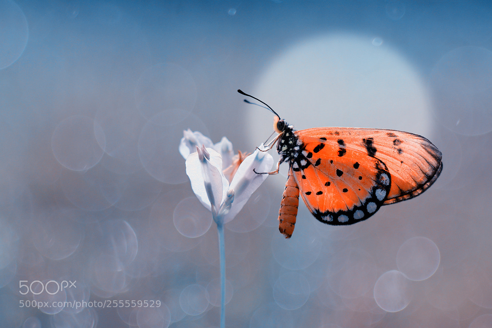Canon EOS 7D sample photo. Butterfly photography