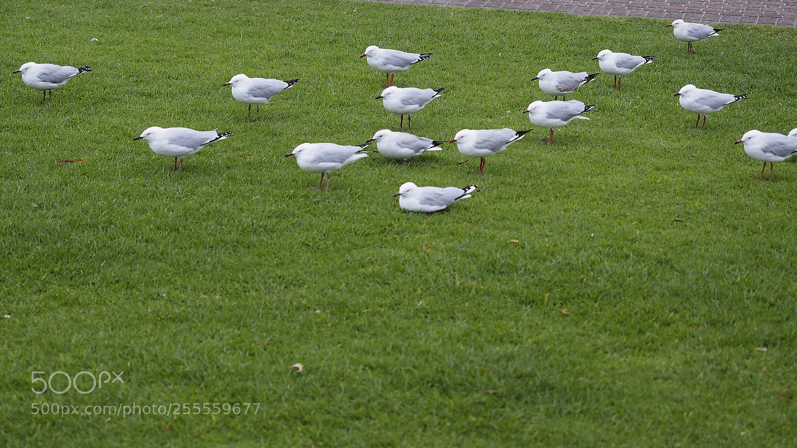 Olympus OM-D E-M1 sample photo. Too windy for chips photography