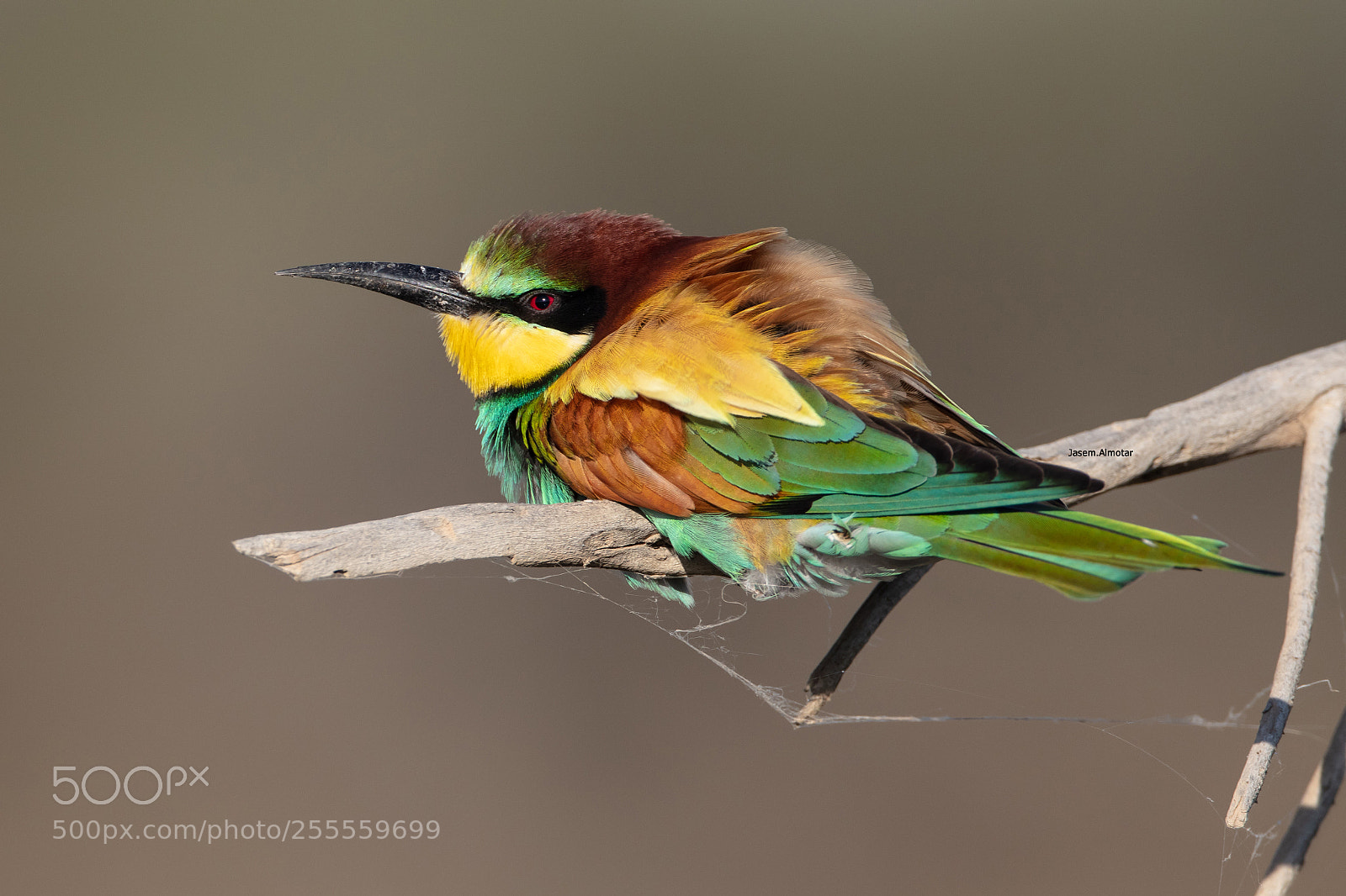 Canon EOS 5DS sample photo. European bee-eater photography
