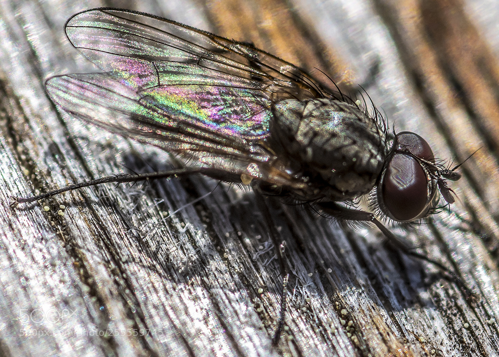 Nikon D500 sample photo. Fly photography