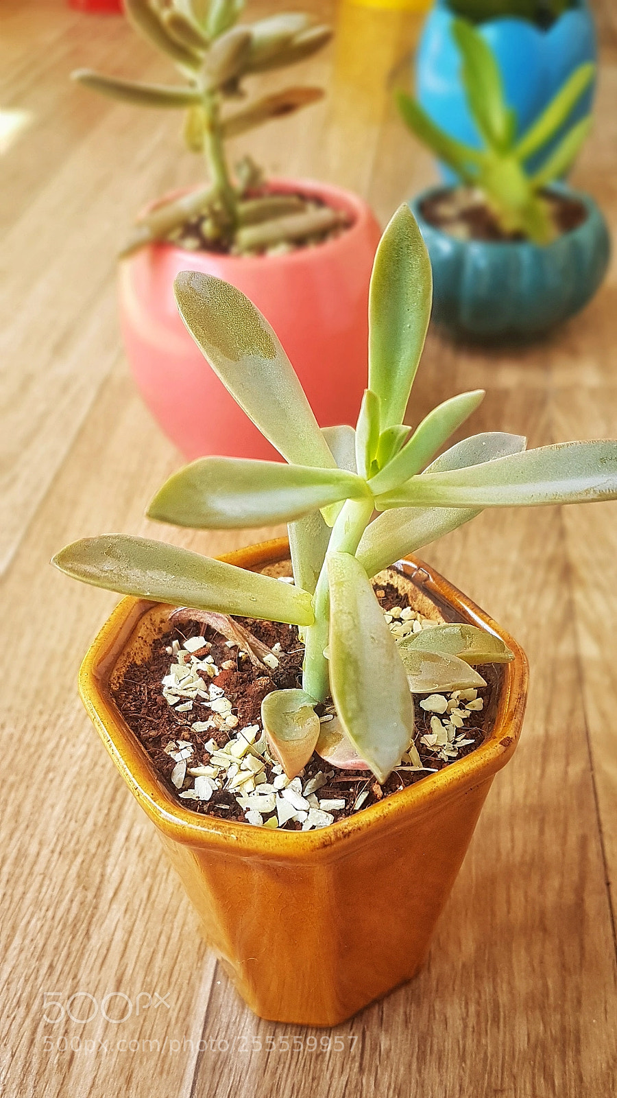 Samsung Galaxy S7 Edge sample photo. Decorative home indoor plants photography