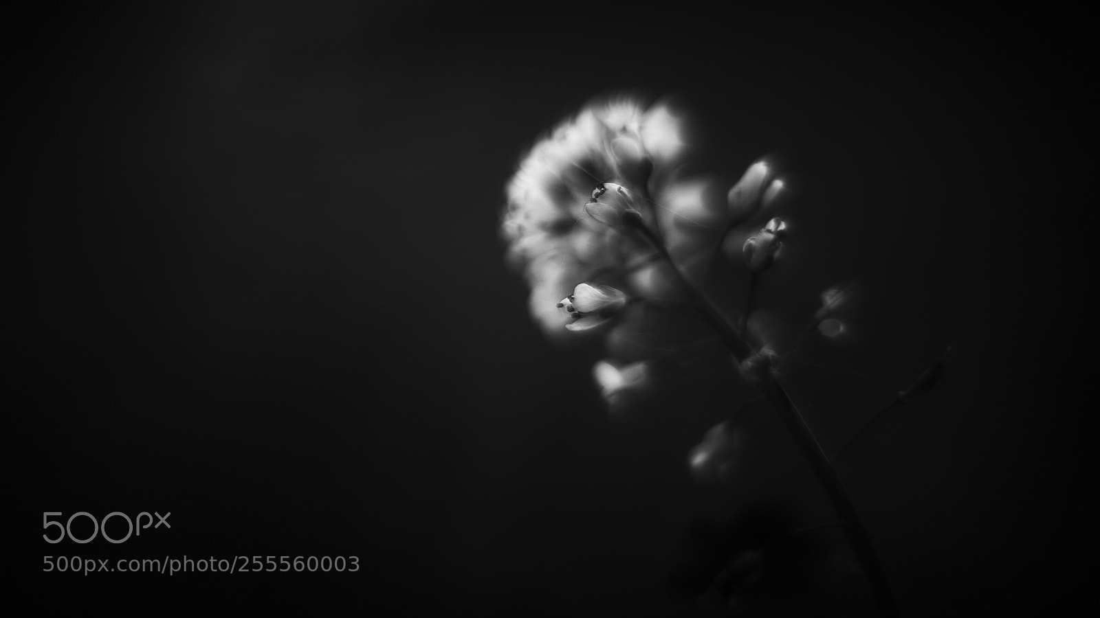 Nikon D800E sample photo. The loss of light photography