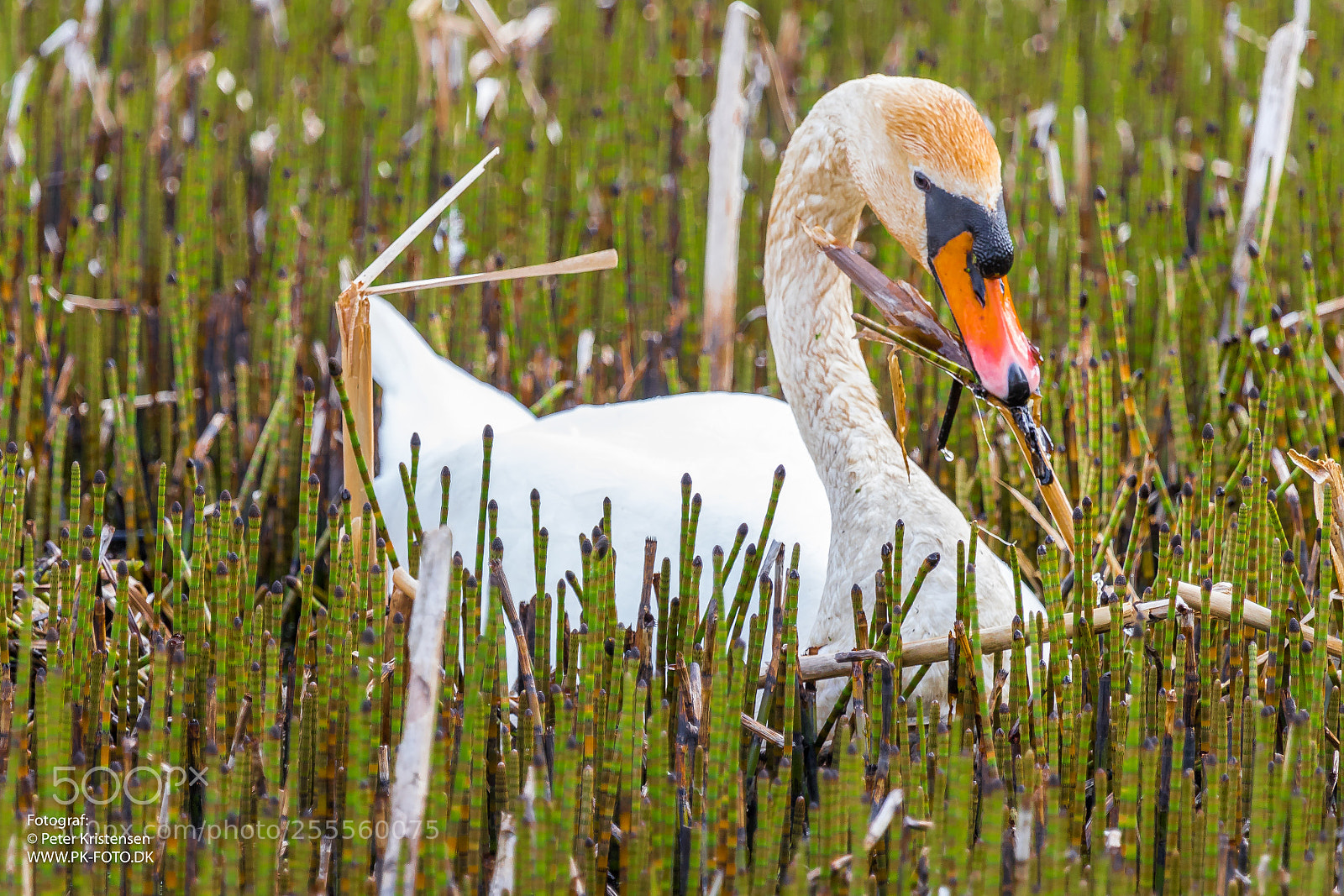 Canon EOS 6D Mark II sample photo. Swan photography