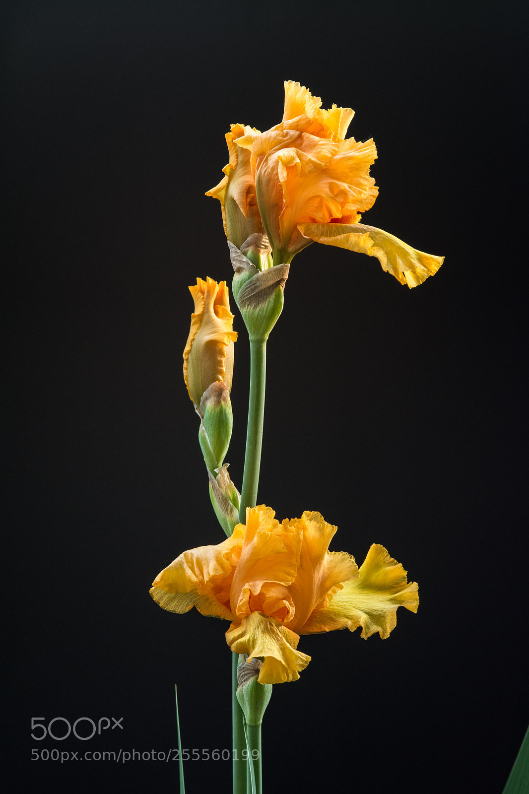 Nikon D5200 sample photo. Iris germanica giglio di photography