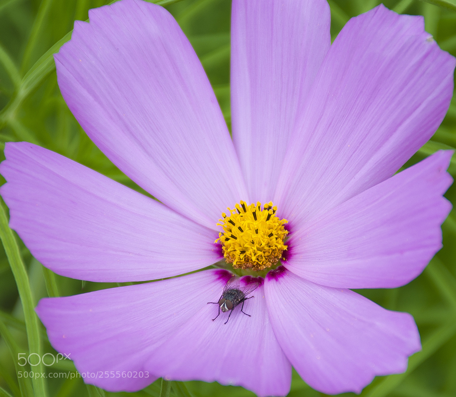 Nikon D7200 sample photo. Flywer photography