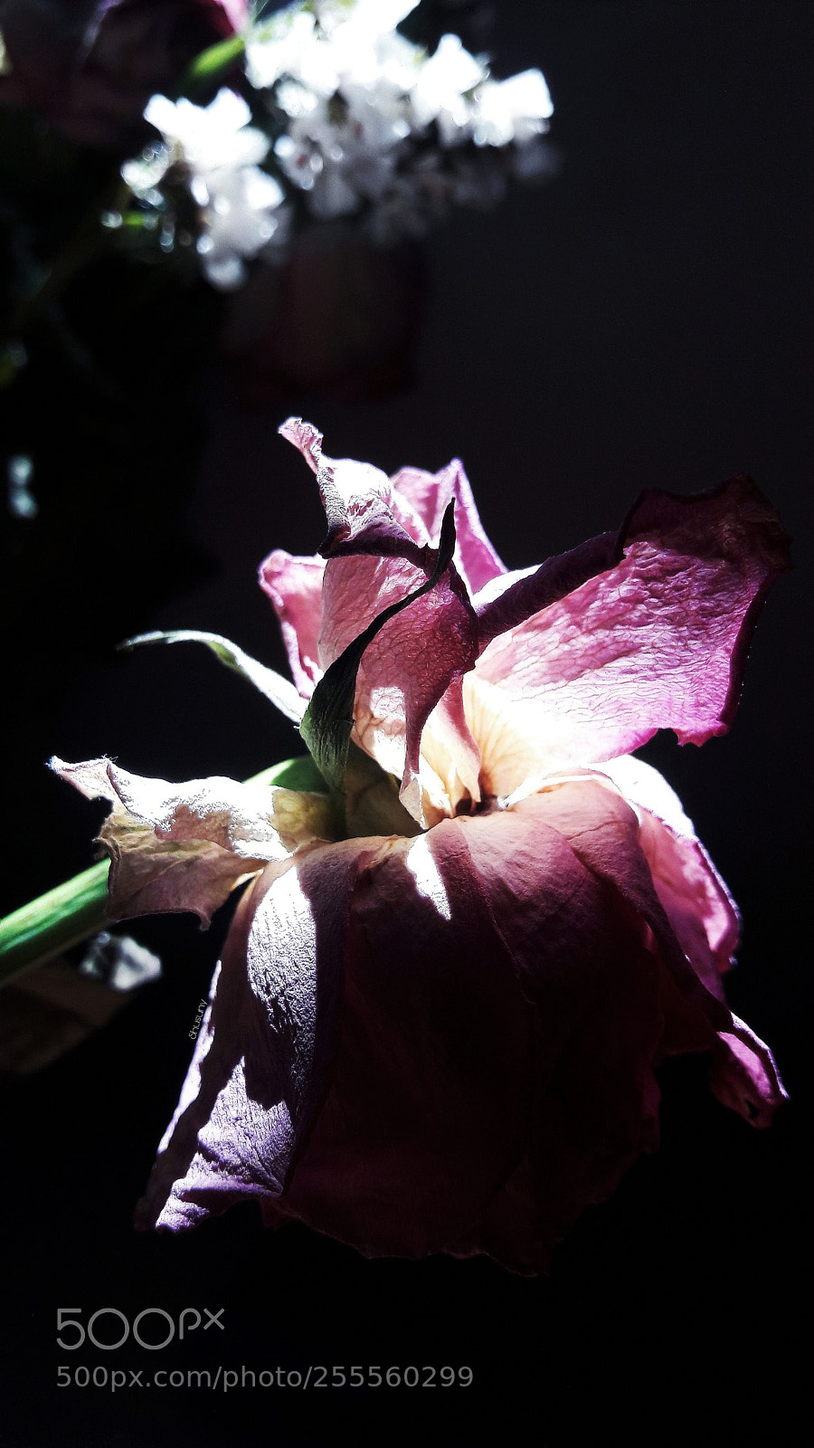 Samsung Galaxy A5(2016) sample photo. Untitled photography