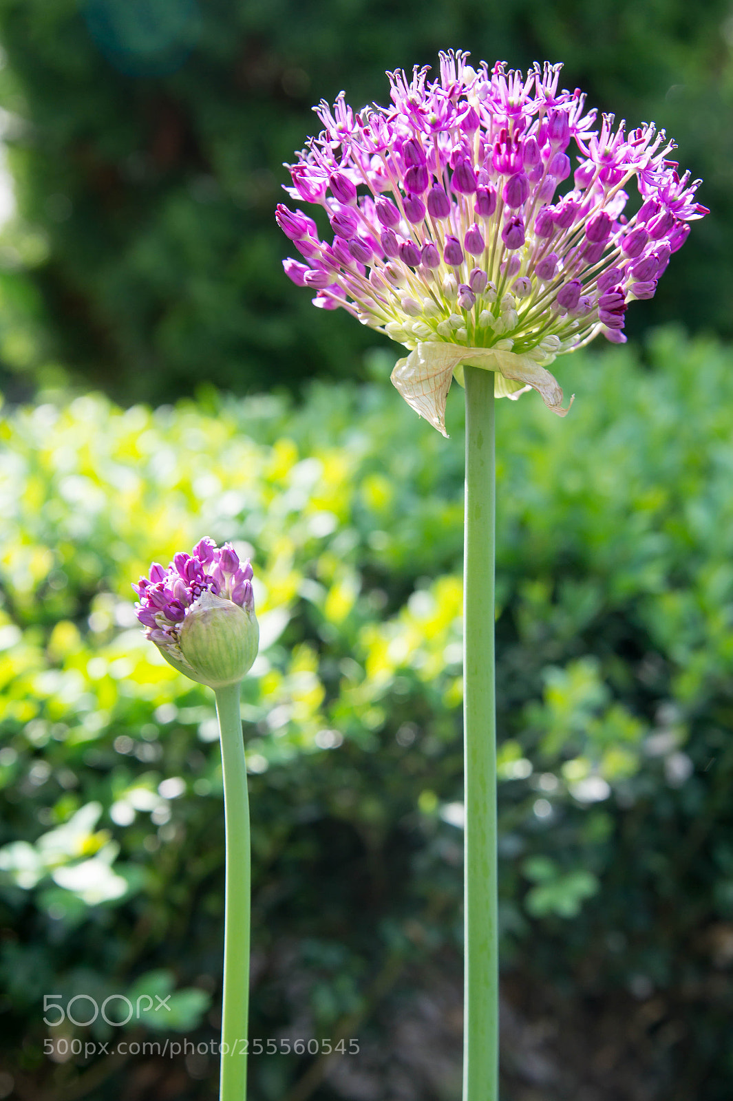 Sony SLT-A58 sample photo. Purple flower photography