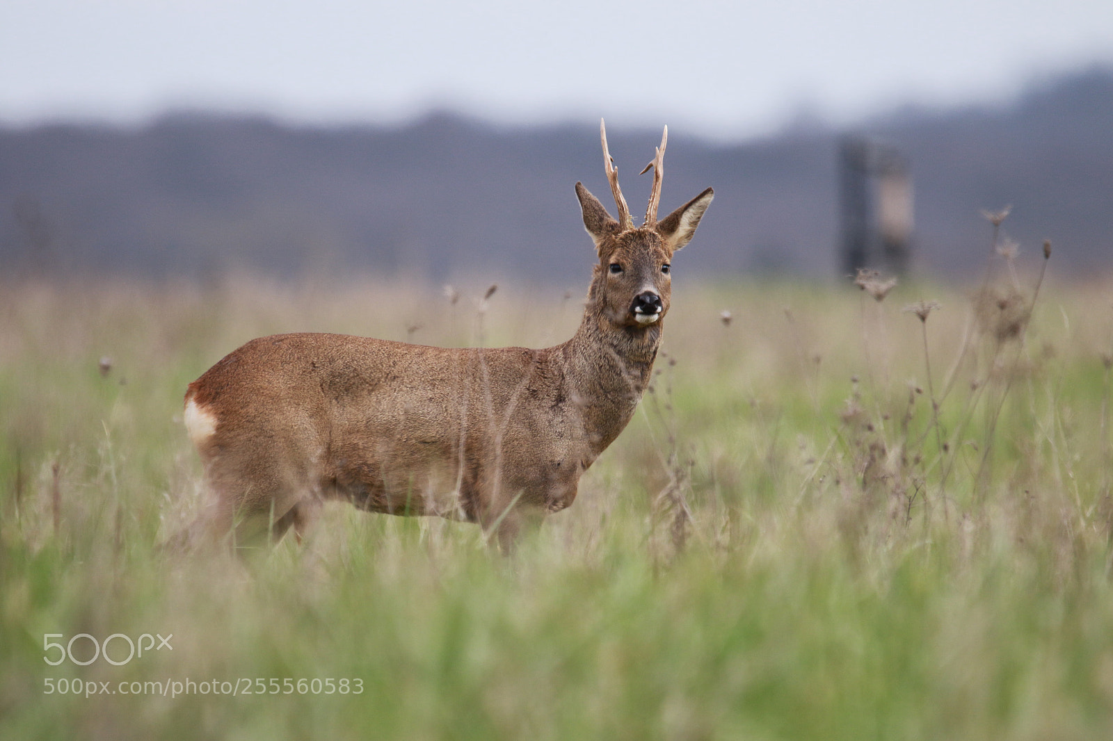 Canon EOS 7D Mark II sample photo. Brocard photography