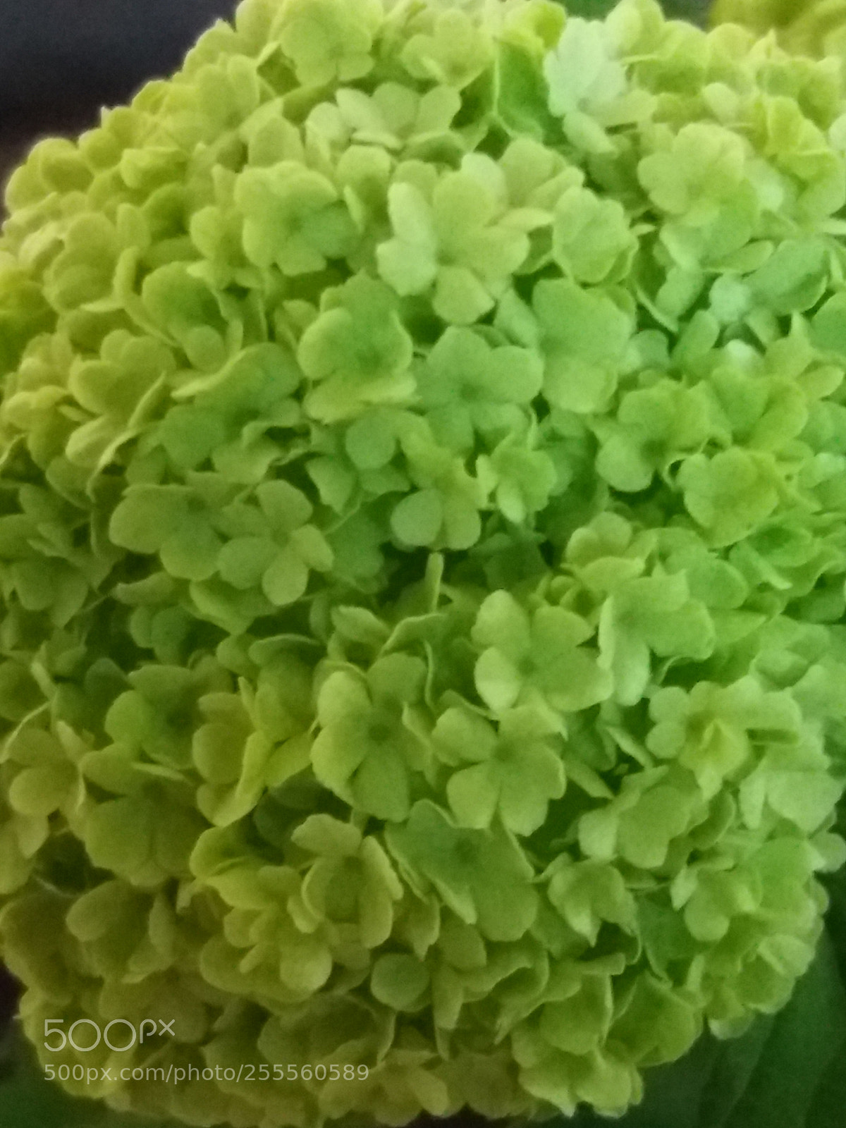 Samsung Galaxy J5(2016) sample photo. Flowers photography