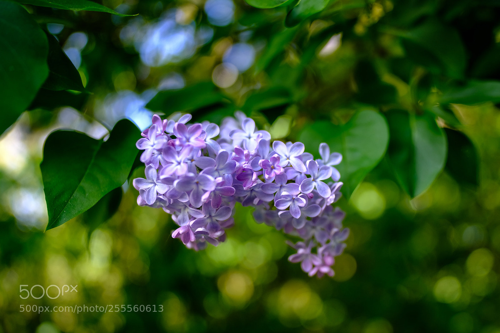Fujifilm X-T20 sample photo. 'lilac' photography