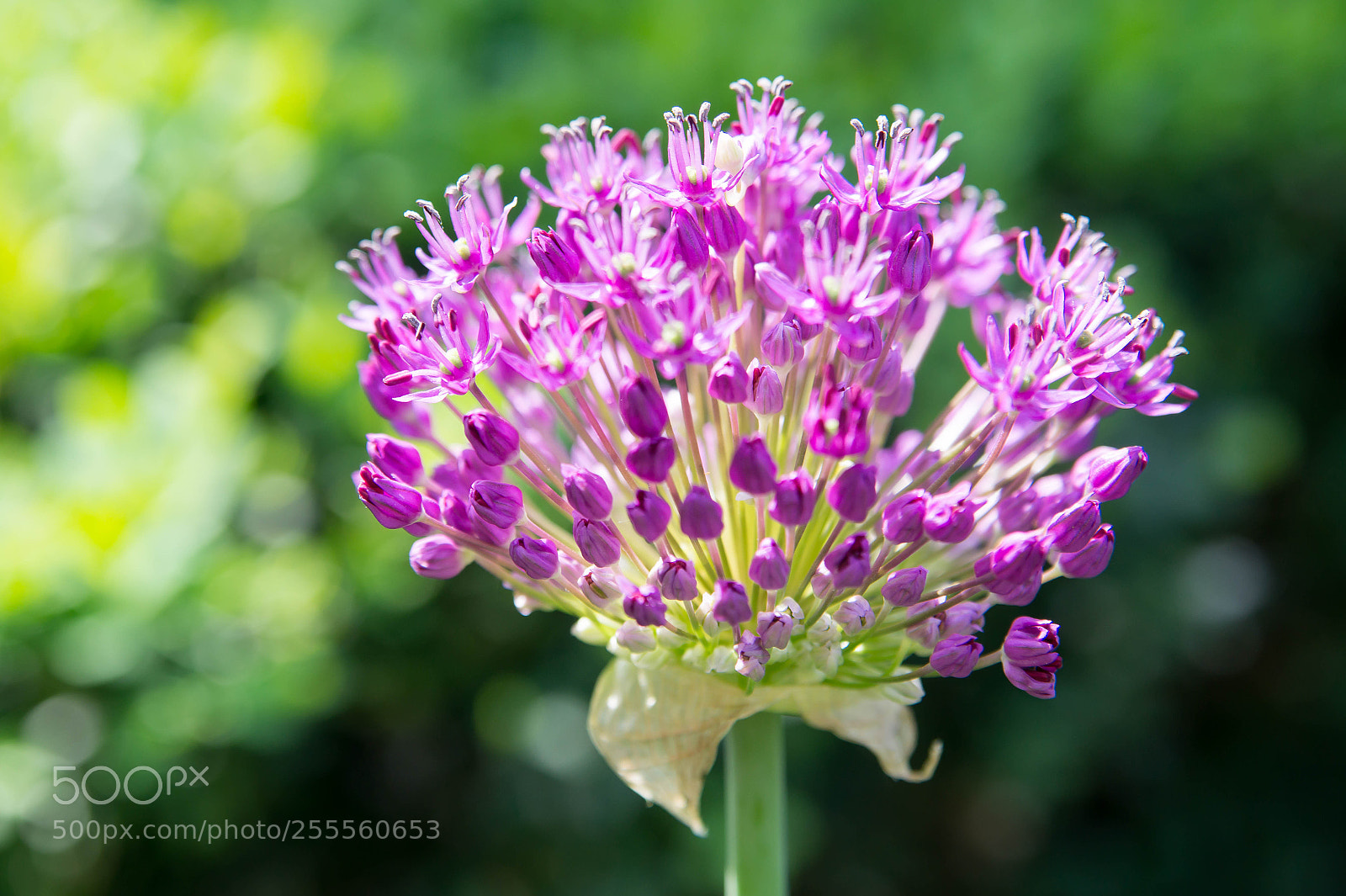 Sony SLT-A58 sample photo. Purple flower ii photography