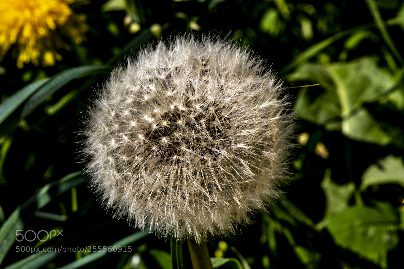 Nikon D500 sample photo. Dandelion photography