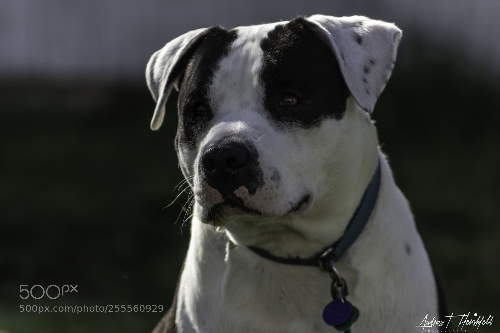 Canon EOS 600D (Rebel EOS T3i / EOS Kiss X5) sample photo. My buddy photography