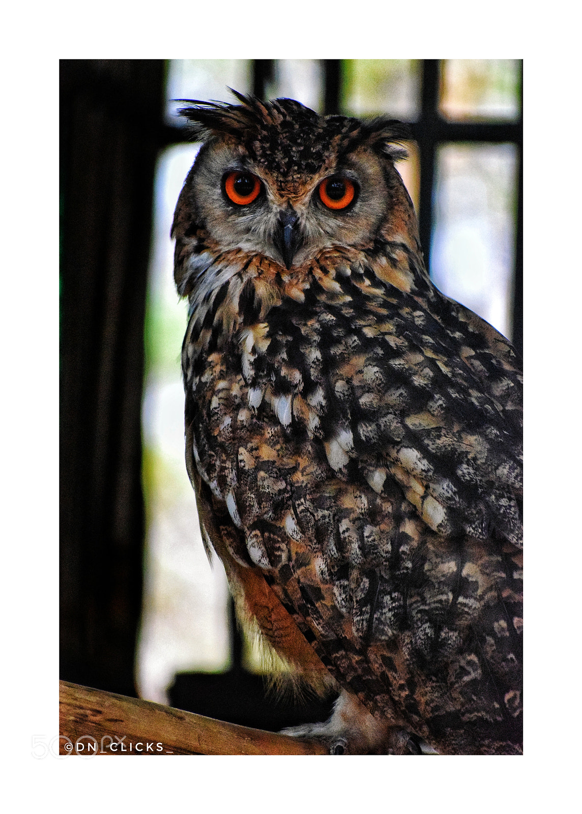 Nikon D3300 sample photo. The indian eagle owl photography