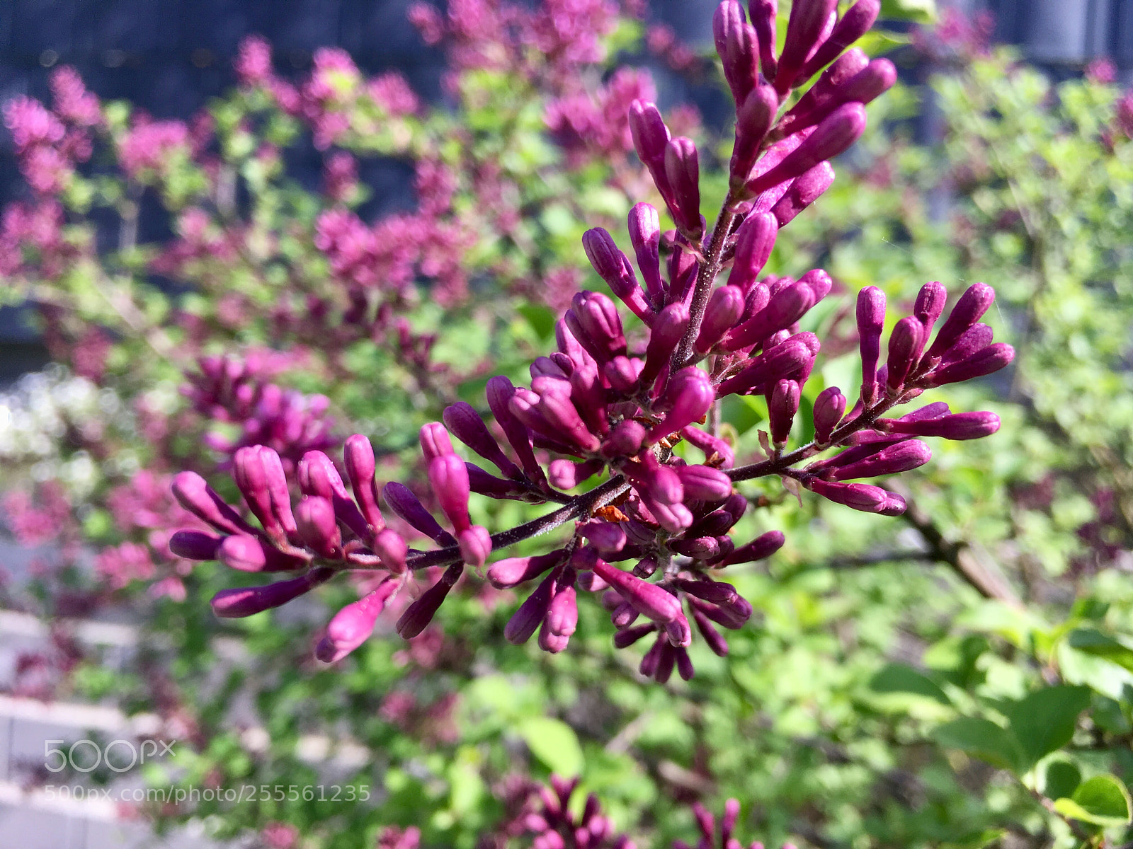 Apple iPhone SE sample photo. Flieder photography