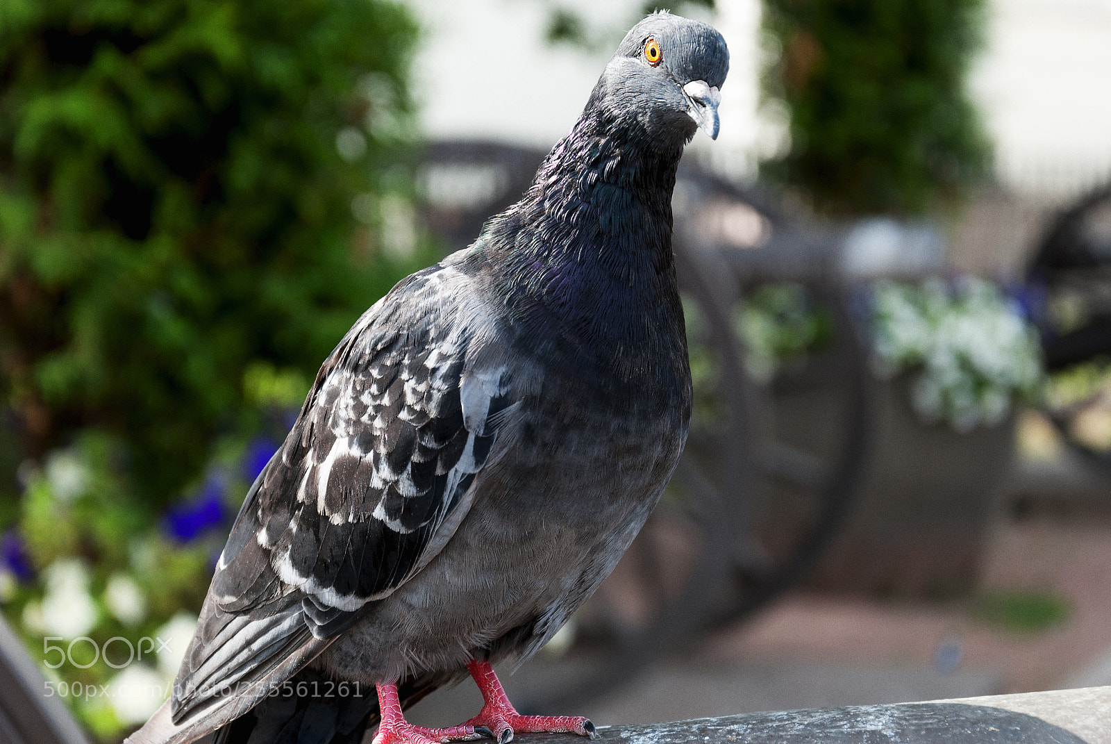 Nikon D80 sample photo. Street dove photography