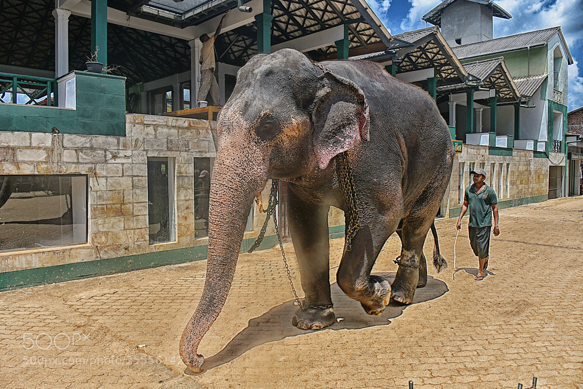 Nikon D500 sample photo. Elephant photography