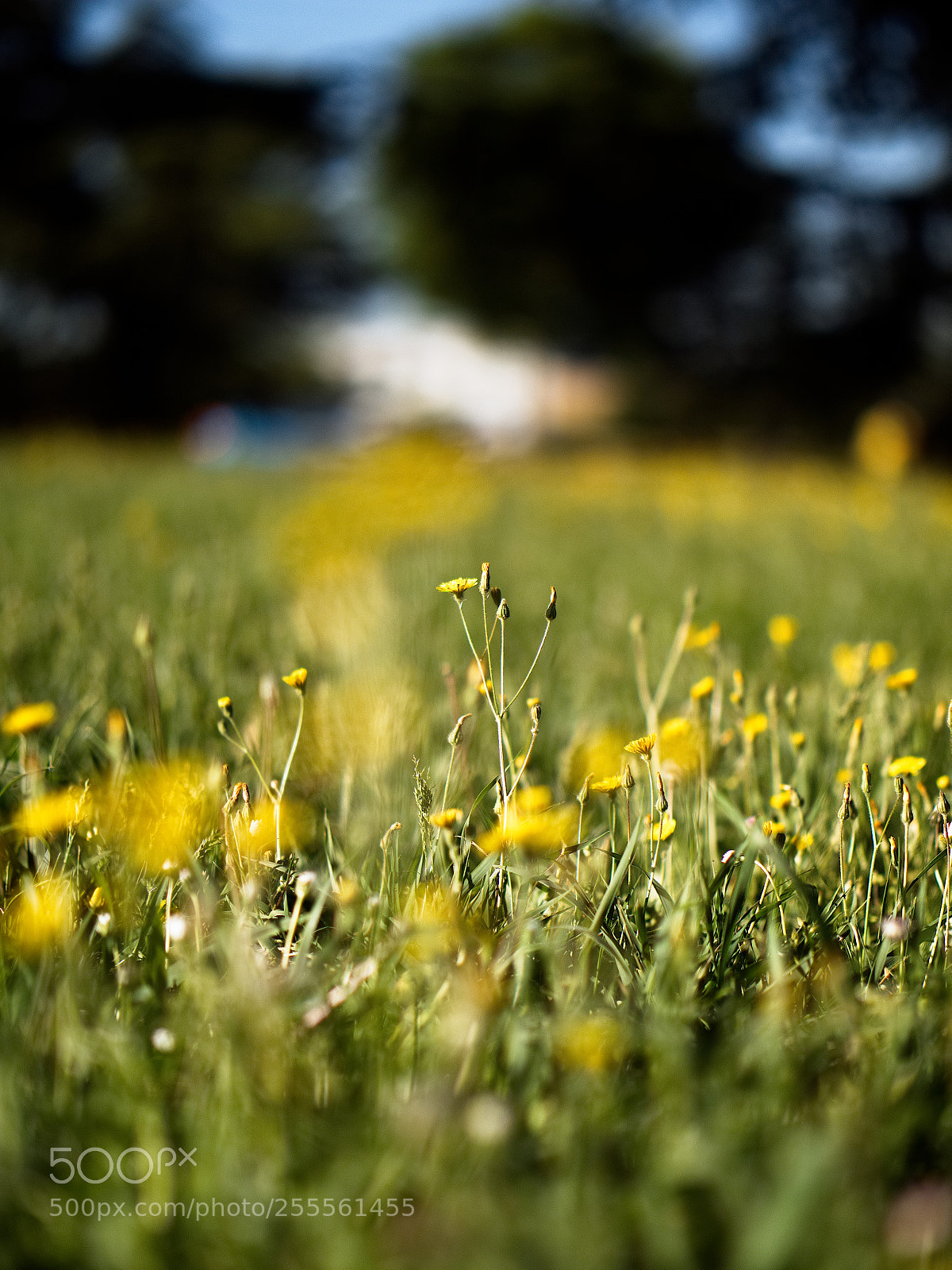 Panasonic Lumix DC-GH5 sample photo. Le printemps dans les photography