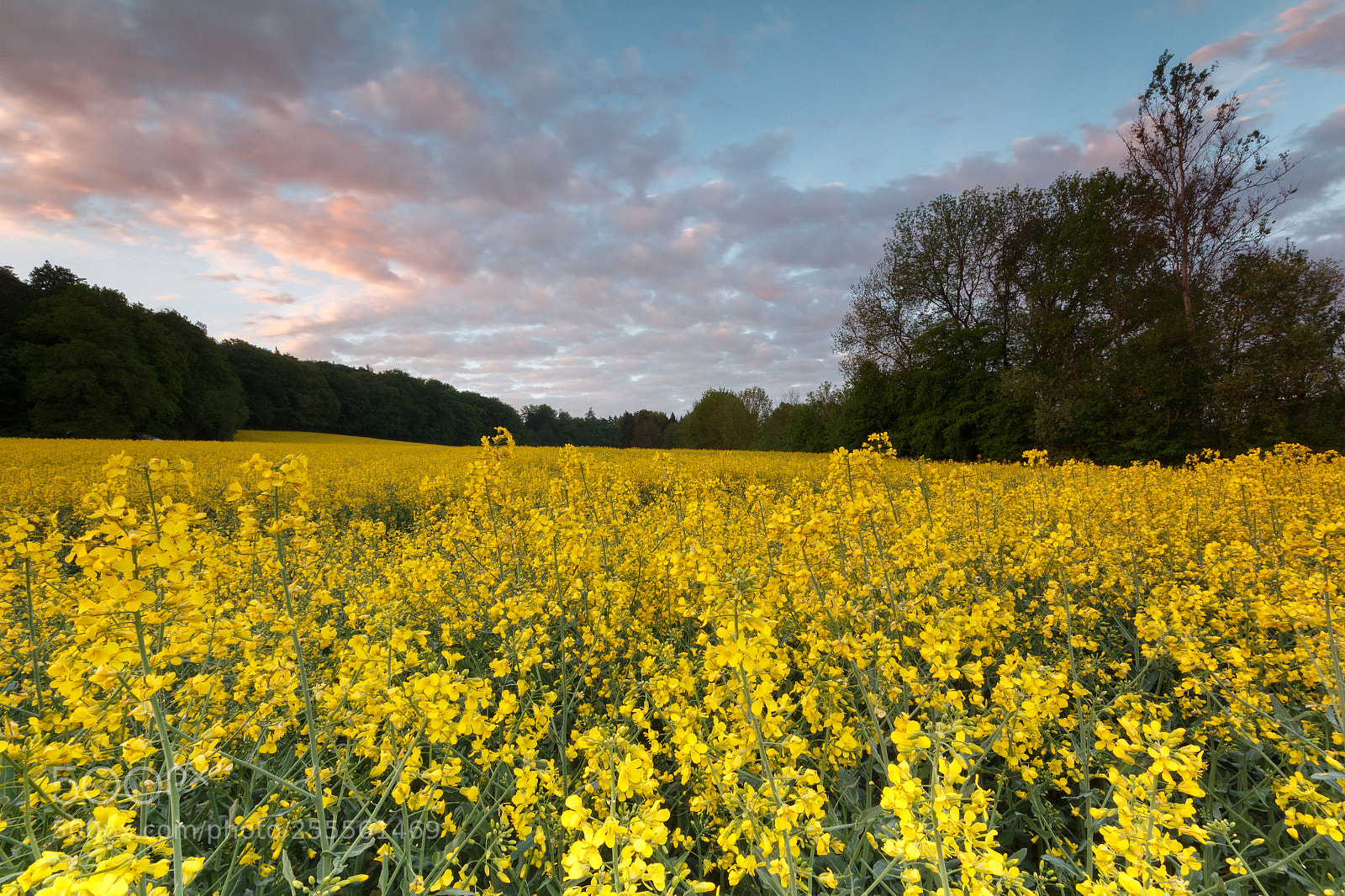 Canon EOS 650D (EOS Rebel T4i / EOS Kiss X6i) sample photo. Yellow ocean photography
