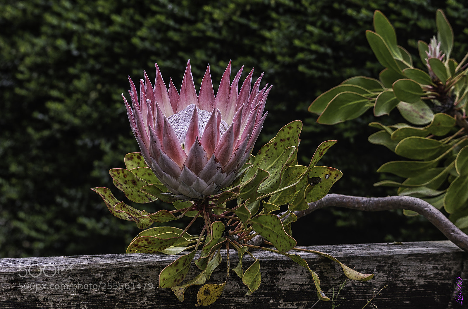 Nikon D7200 sample photo. Protea cynaroides photography