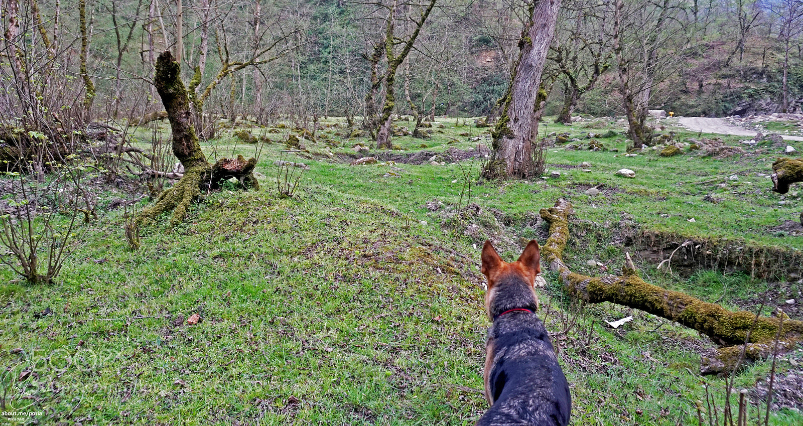 Sony a6300 sample photo. Dog view photography