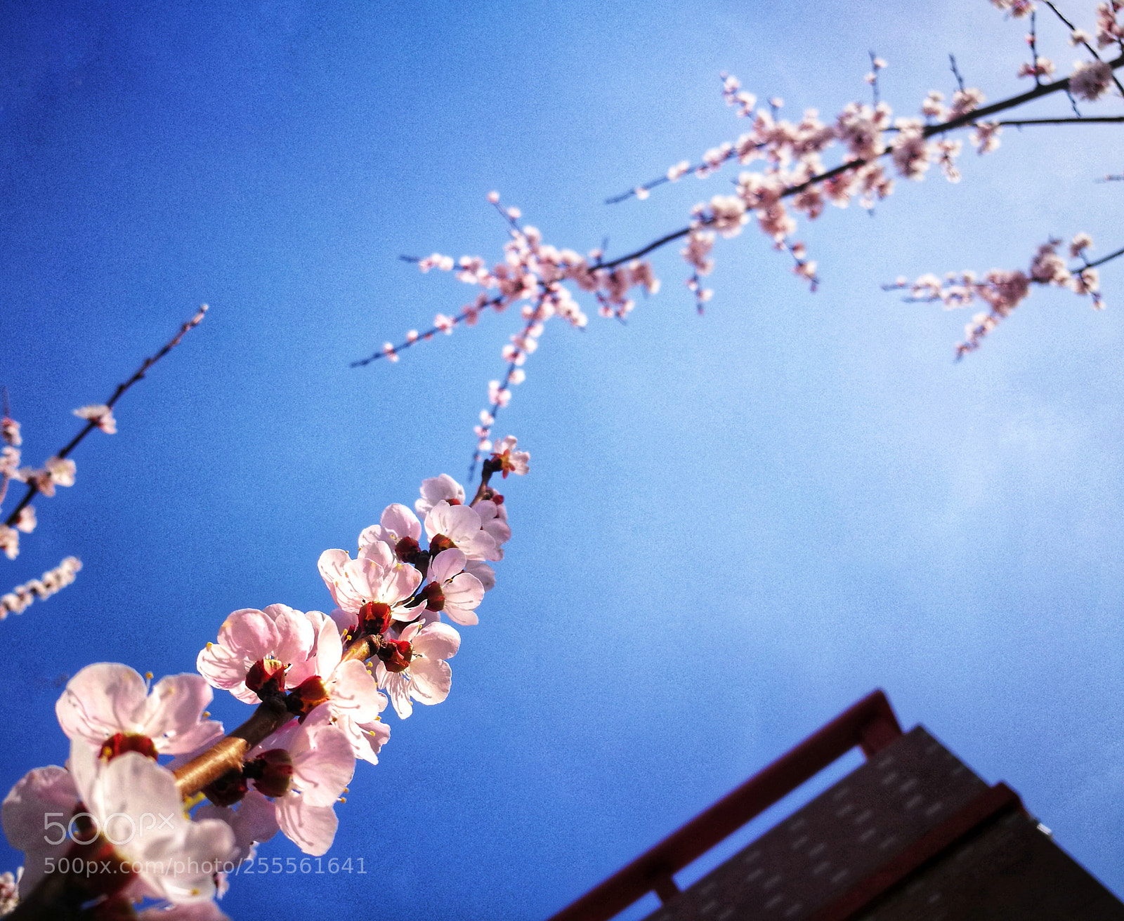 HUAWEI P9 sample photo. 春 photography