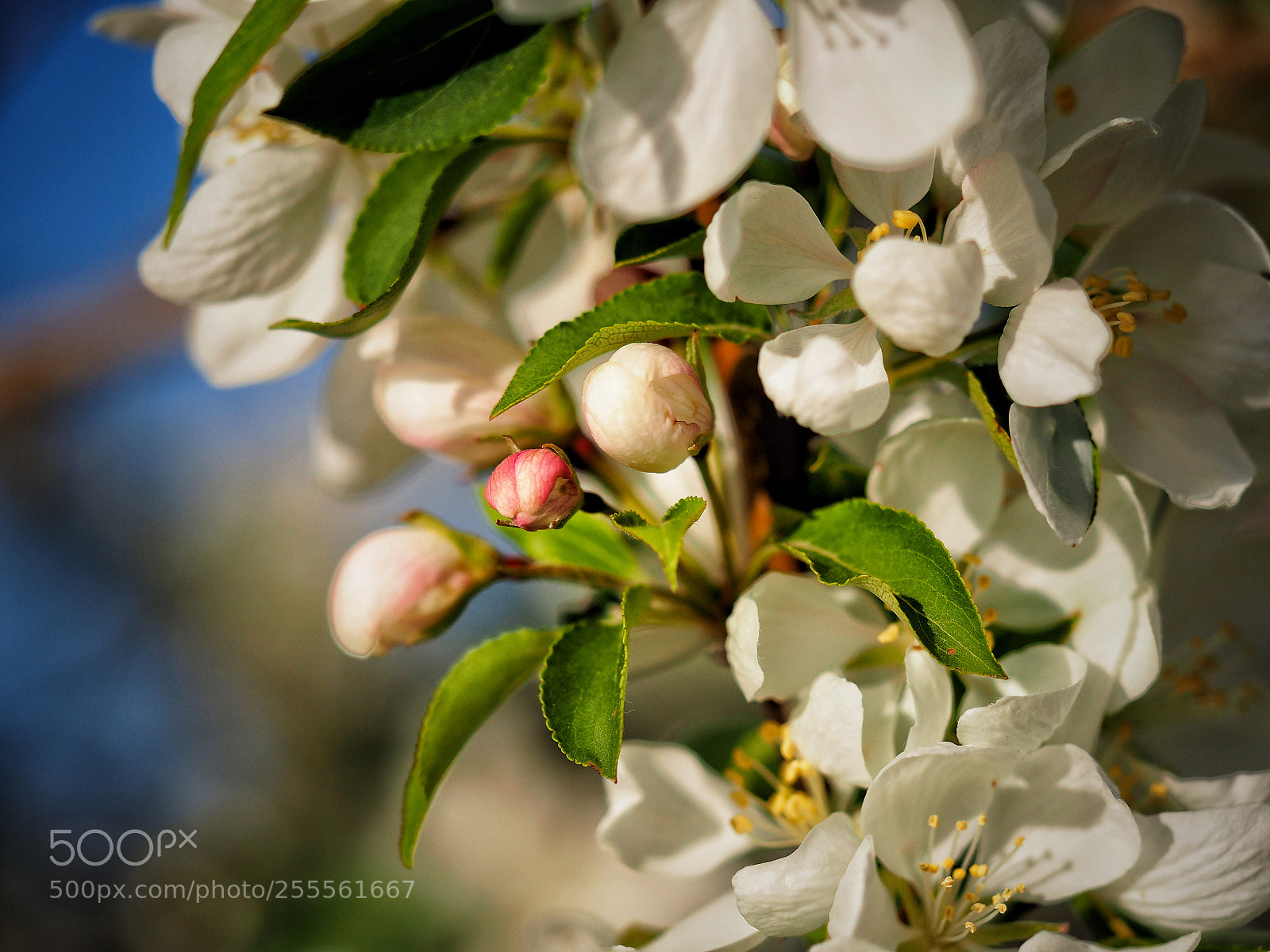 Olympus OM-D E-M5 II sample photo. A perfect april afternoon photography