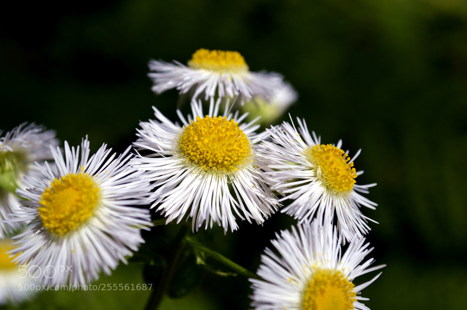 Nikon D3200 sample photo. Spring flowers photography