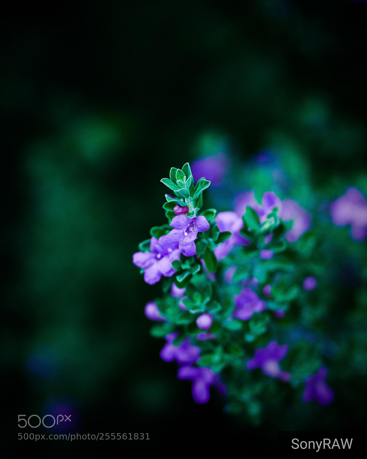 Sony a6500 sample photo. Desert reullia photography