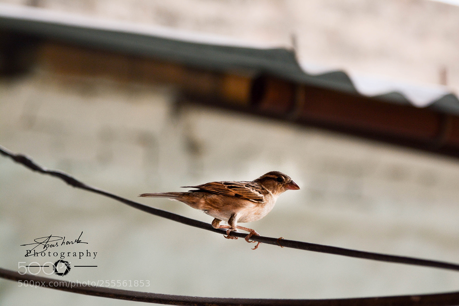 Nikon D5200 sample photo. Flyer photography