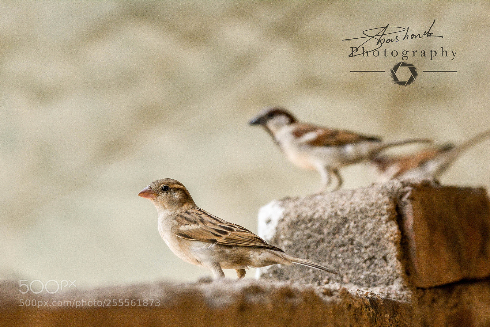 Nikon D5200 sample photo. Flyer photography