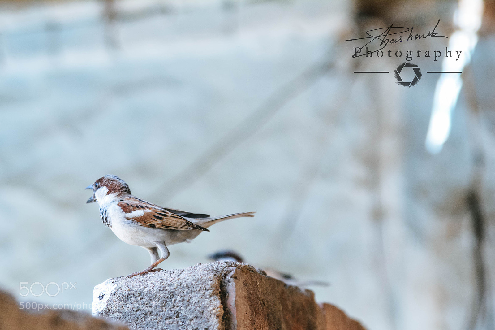 Nikon D5200 sample photo. Flyer photography