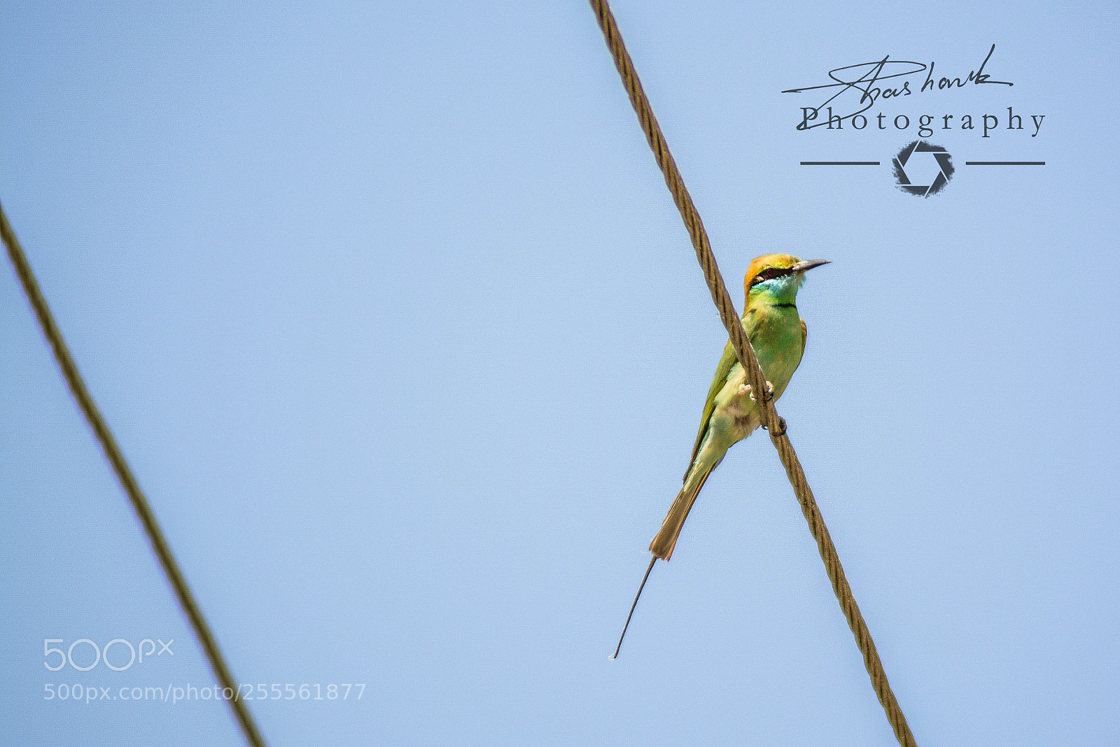 Nikon D5200 sample photo. Flyer photography