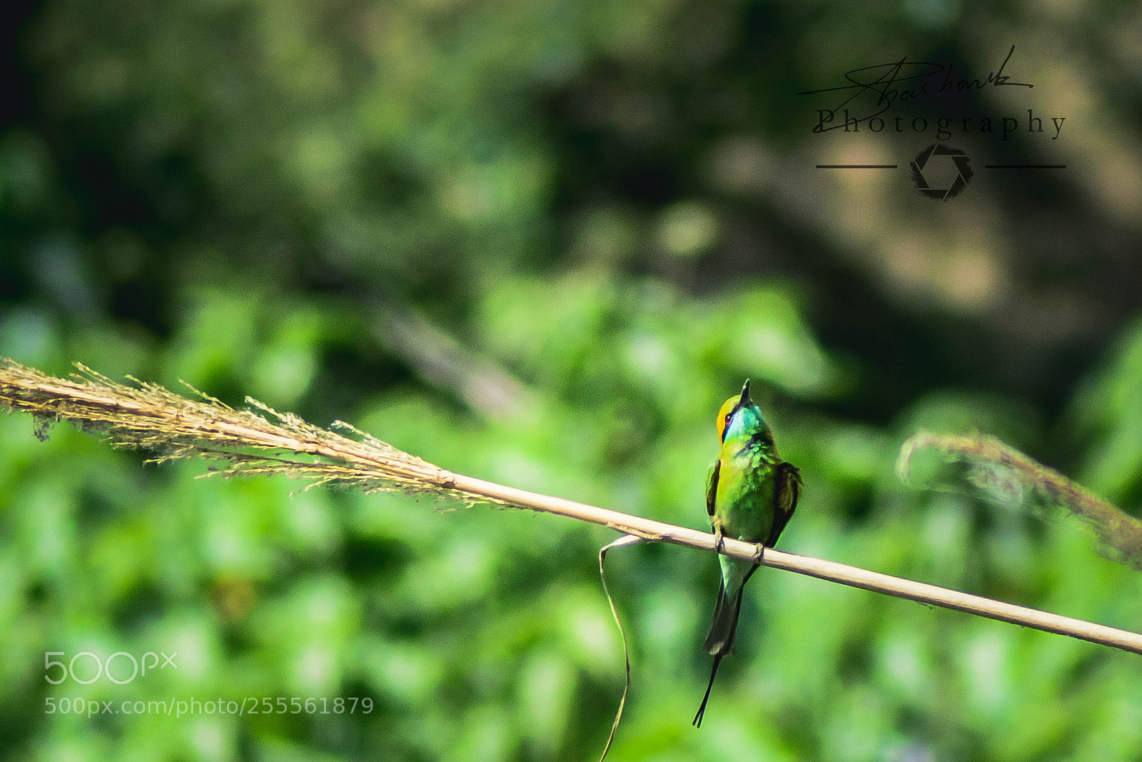 Nikon D5200 sample photo. Flyer photography