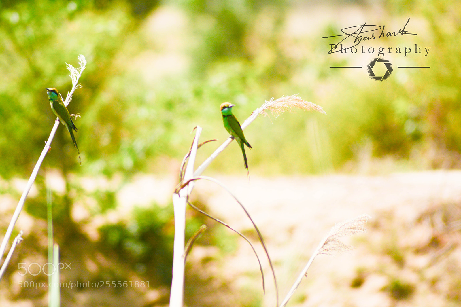 Nikon D5200 sample photo. Flyer photography