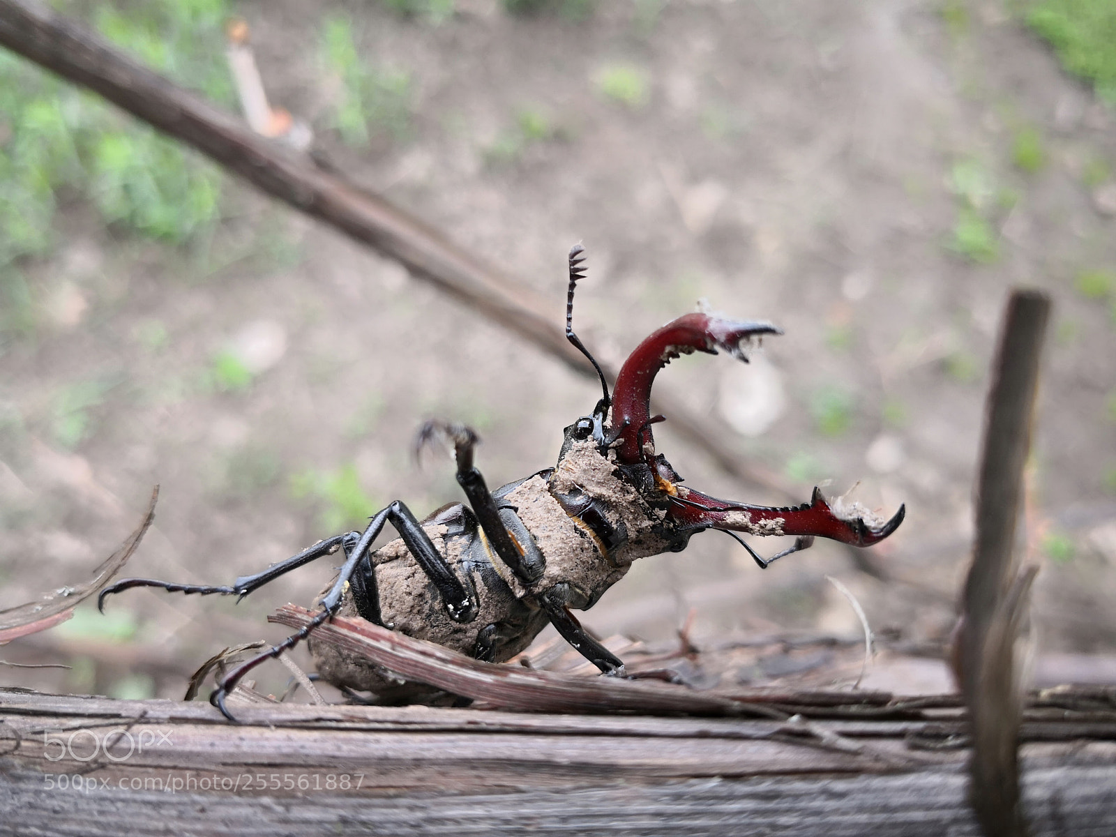 HUAWEI Mate 10 Pro sample photo. Bug photography