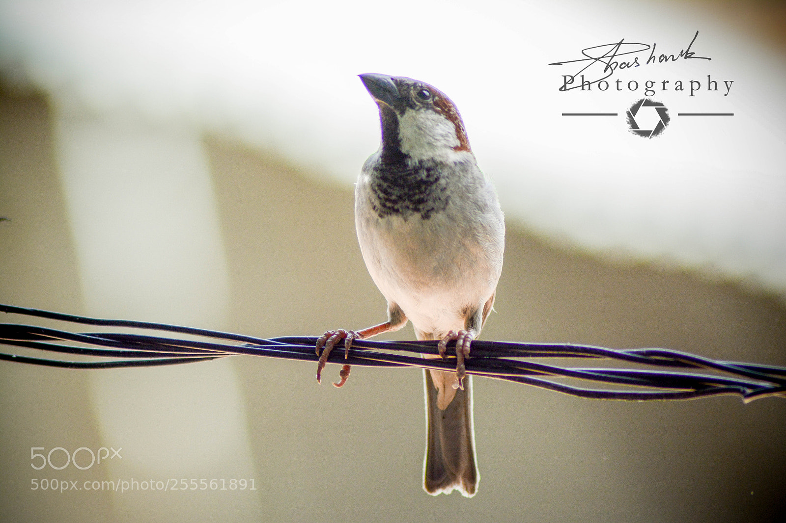 Nikon D5200 sample photo. Flyer photography