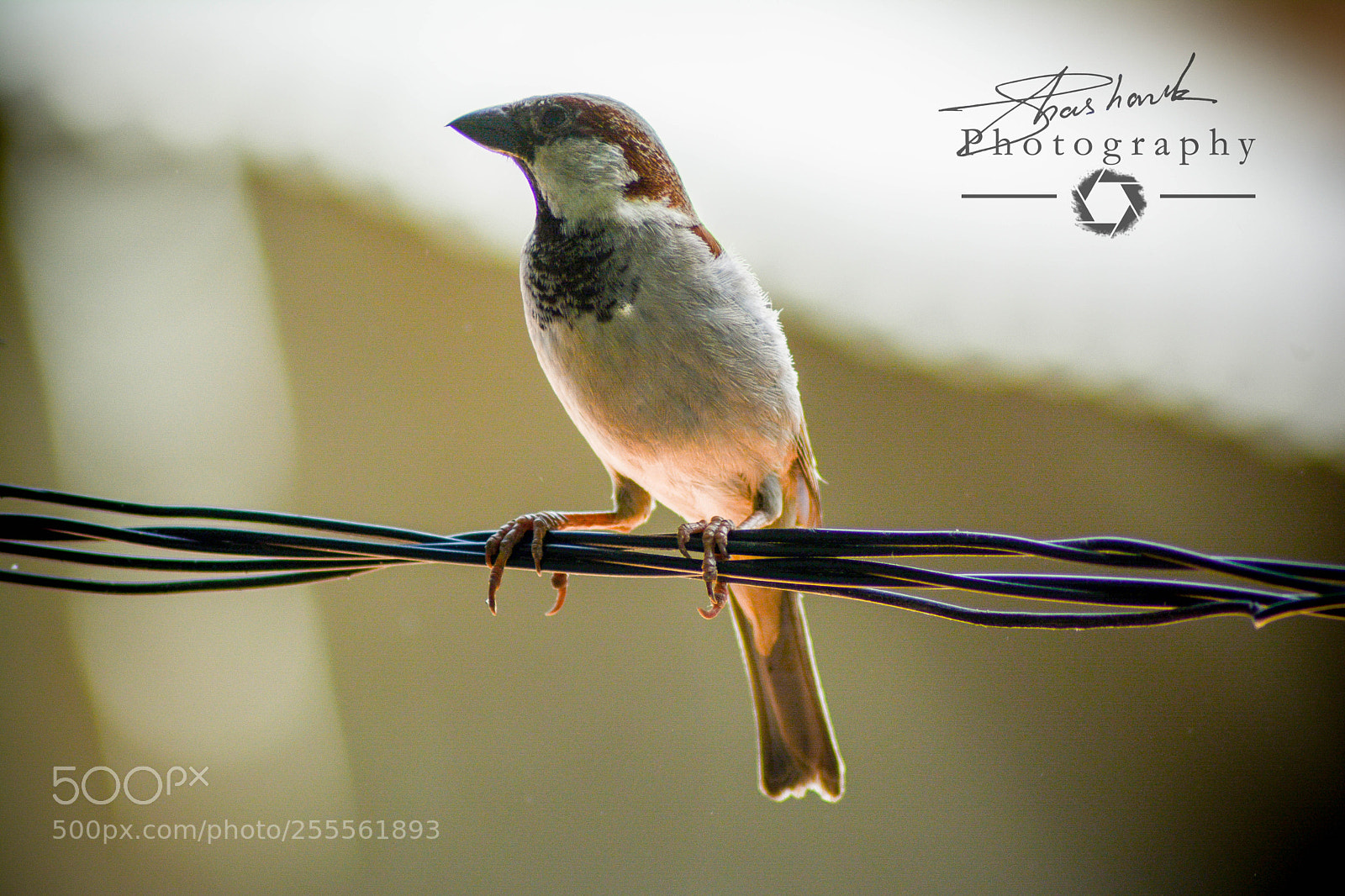 Nikon D5200 sample photo. Flyer photography
