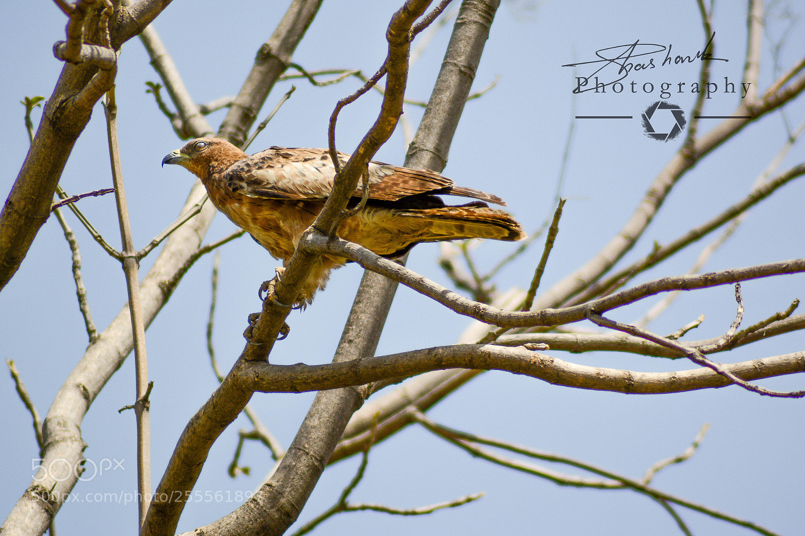 Nikon D5200 sample photo. Flyer photography