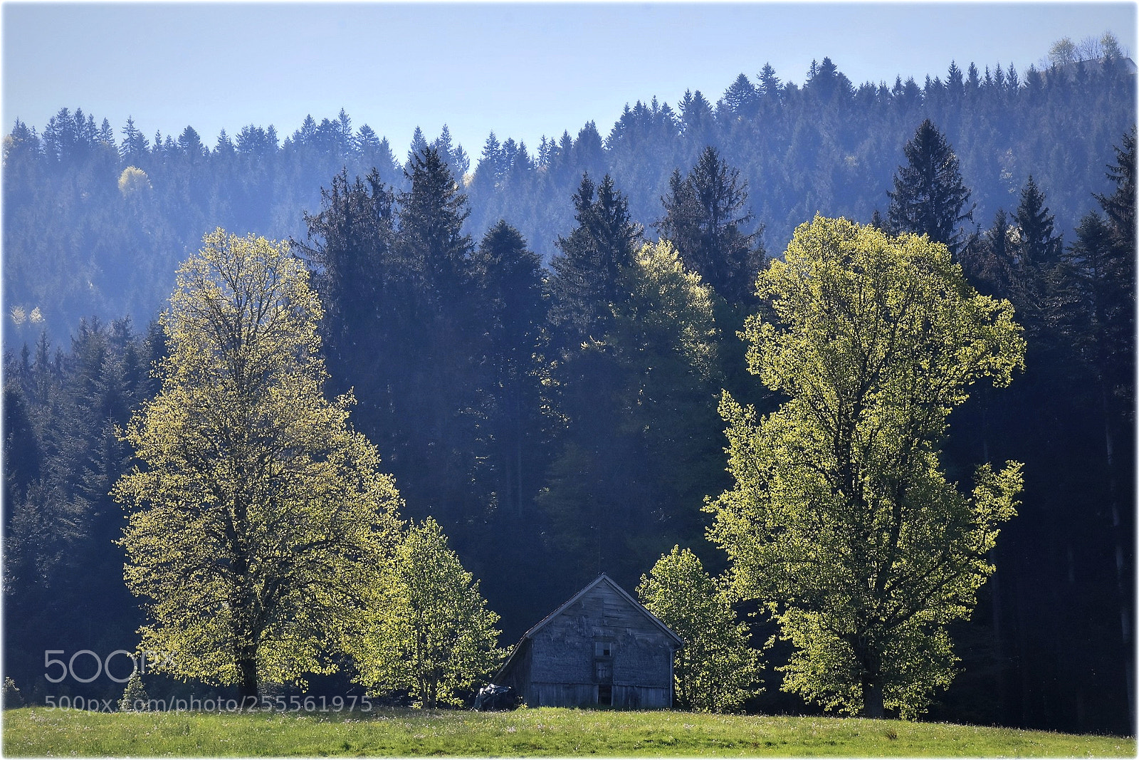 Nikon D7200 sample photo. "fresh green" photography