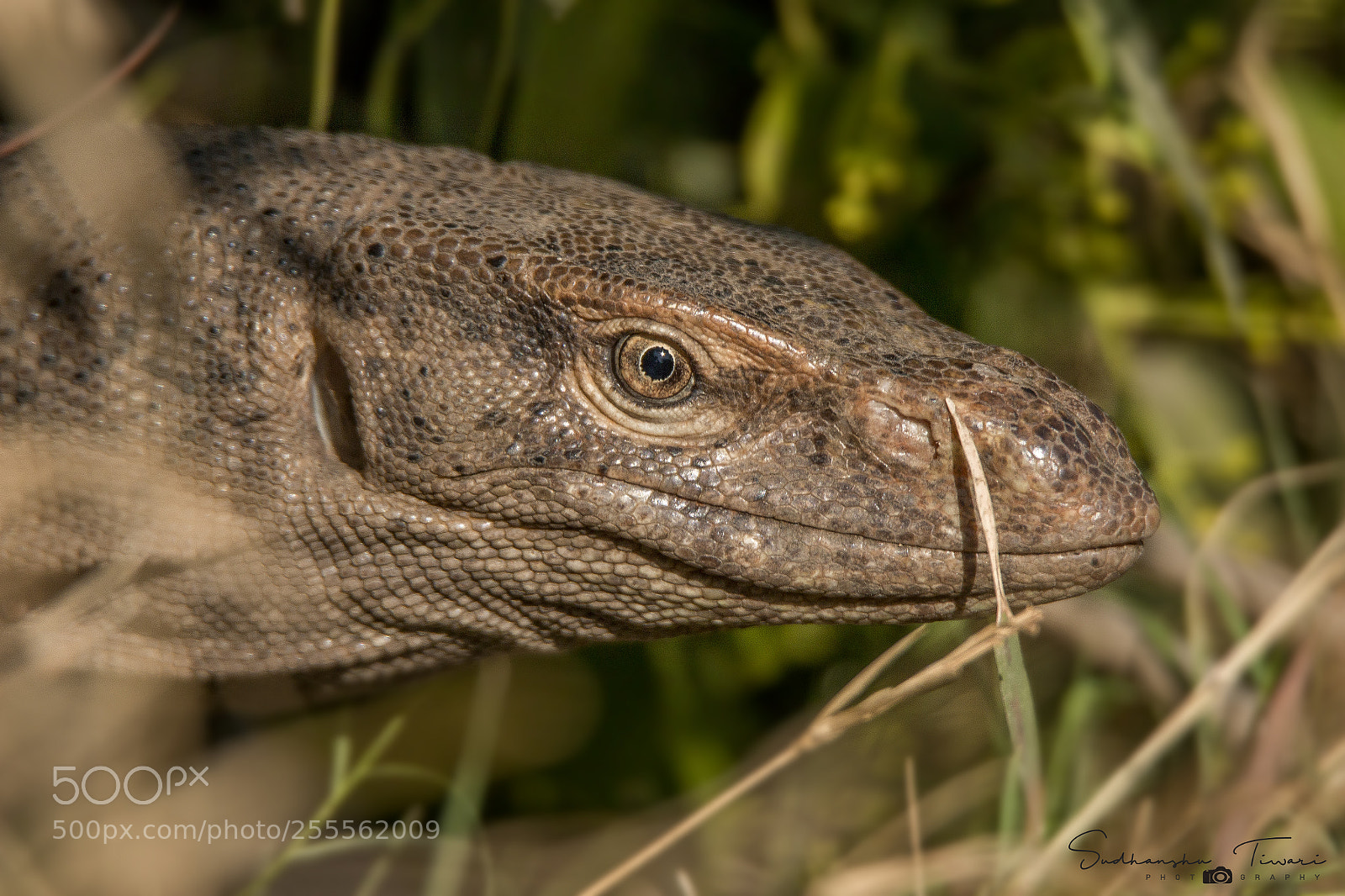 Canon EOS 70D sample photo. The hunter's eye monitor photography