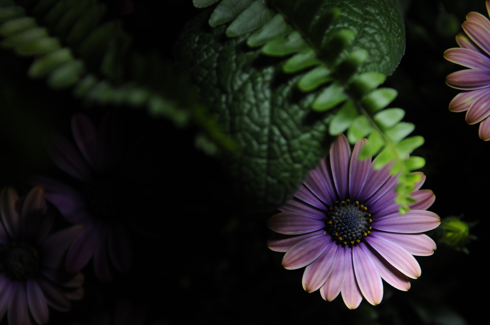 Nikon D300S sample photo. Cwk photography